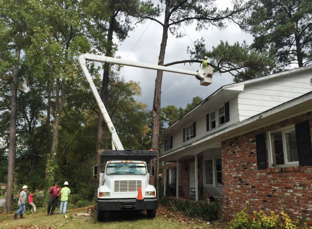 How Our Tree Care Process Works  in  Tazewell, TN