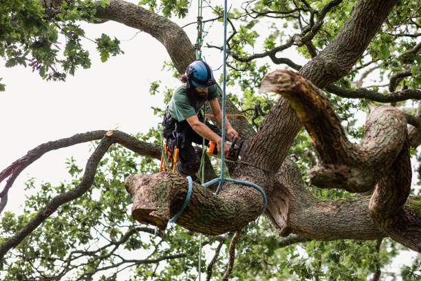 Reliable Tazewell, TN Tree Removal Services Solutions